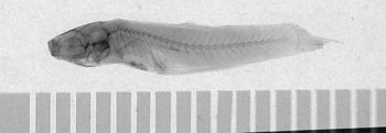 Media type: image;   Ichthyology 6254 Aspect: lateral,description